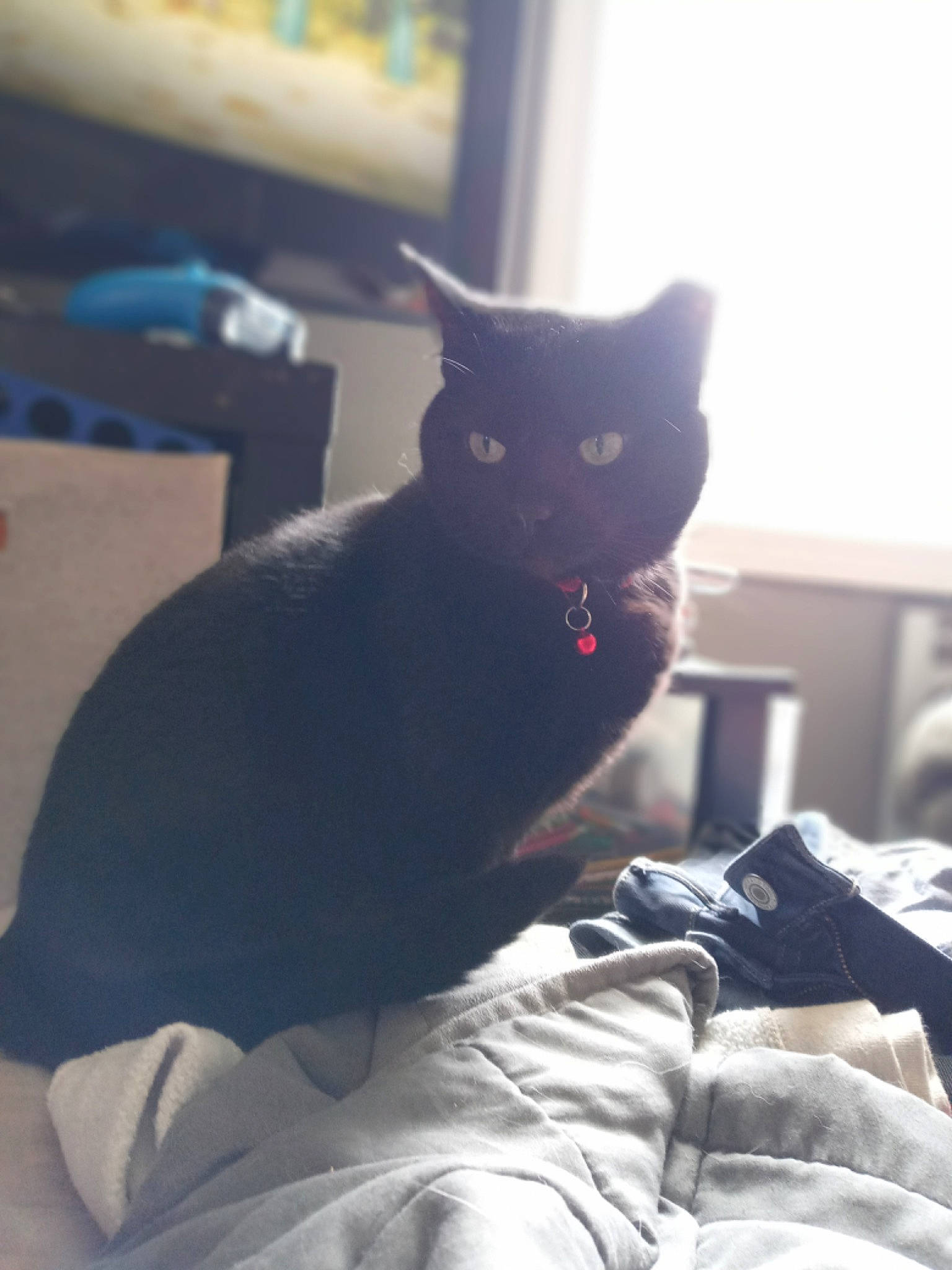 Bagheera