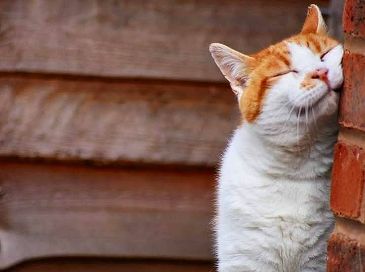 Lester joined the competition — help win amazing prizes! aegean_cat, american_wirehair, arabian_mau, asian, carnivore, cat, domestic_short_haired_cat, european_shorthair, fawn, felidae, german_rex, kitten, mammal, ojos_azules, small_to_medium_sized_cats, snout, tabby_cat, tail, turkish_van, whiskers