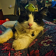 Helga is registered to the contest to win money with this photo: cat, black_and_white, fluffy, pet, indoor, relaxed, fabric, patterned, pink_nose, whiskers, collar, closeup, animal, cute, feline, domestic, soft, resting, cozy, portrait