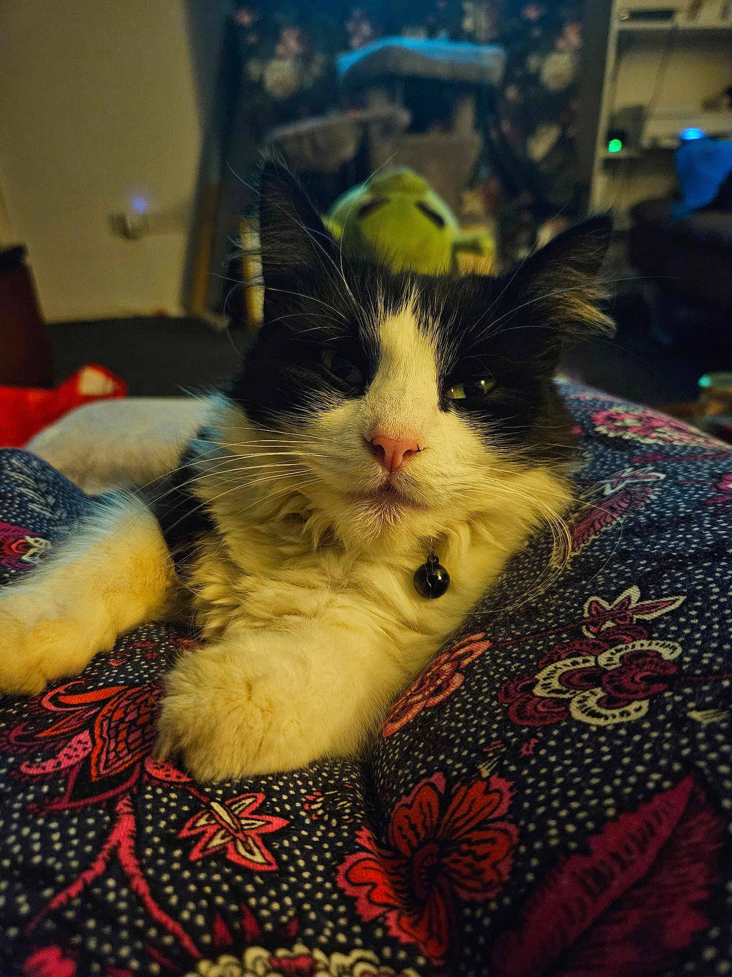 Helga is registered to the contest to win money with this photo: cat, black_and_white, fluffy, pet, indoor, relaxed, fabric, patterned, pink_nose, whiskers, collar, closeup, animal, cute, feline, domestic, soft, resting, cozy, portrait