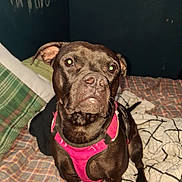 Frankie Rue joined the competition — help win amazing prizes! animal, bed, bedding, black_dog, blanket, canine, curious, dog, domestic_animal, ears, furniture, indoor, looking_at_camera, pattern, pet, pink_harness, plaid, room, snout, wall