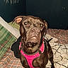 animal, bed, bedding, black_dog, blanket, canine, curious, dog, domestic_animal, ears, furniture, indoor, looking_at_camera, pattern, pet, pink_harness, plaid, room, snout, wall