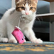 Mini participe au concours pour gagner de l'argent avec cette photo : kitten, cat, pet, toy, mouse_toy, carpet, indoor, playful, whiskers, paws, fur, curious, animal, cute, domestic, young, mammal, closeup, pink_nose, eyes