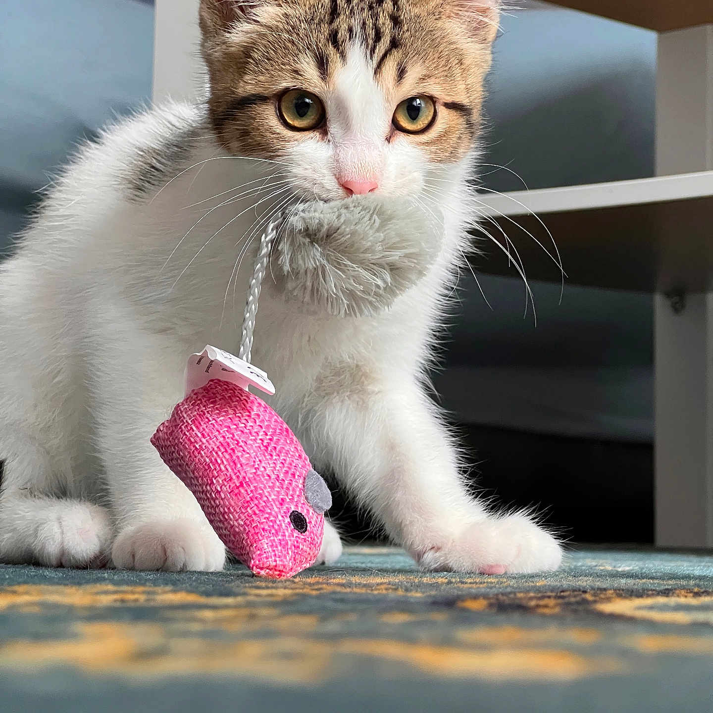 Mini participe au concours pour gagner de l'argent avec cette photo : kitten, cat, pet, toy, mouse_toy, carpet, indoor, playful, whiskers, paws, fur, curious, animal, cute, domestic, young, mammal, closeup, pink_nose, eyes