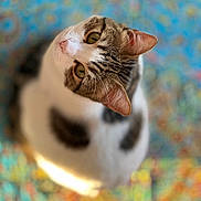 Mini is registered to the contest to win money with this photo: cat, pet, animal, feline, looking_up, head_tilt, curious, whiskers, ears, yellow_eyes, tabby, white_fur, patterned_background, colorful, indoor, close_up, portrait, sitting, cute, domestic_cat