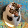cat, pet, animal, feline, looking_up, head_tilt, curious, whiskers, ears, yellow_eyes, tabby, white_fur, patterned_background, colorful, indoor, close_up, portrait, sitting, cute, domestic_cat