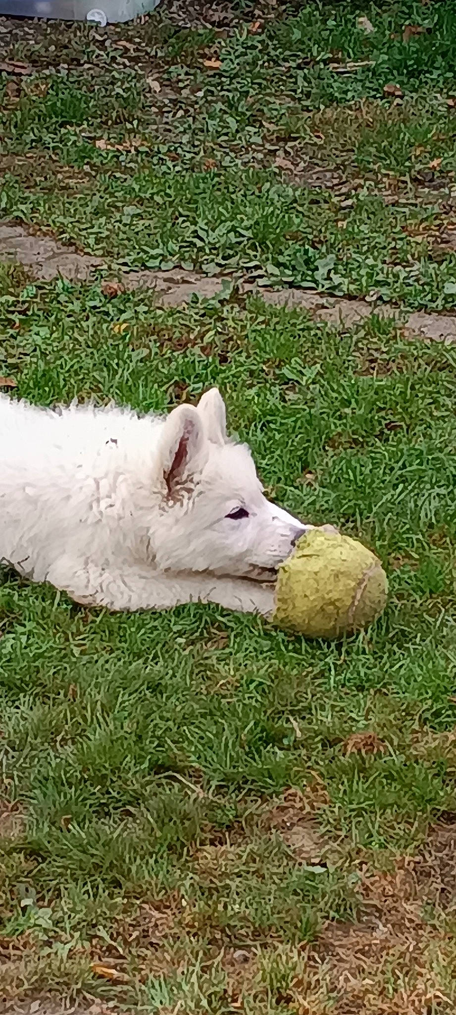 Ukko a rejoint le concours — aidez-le/la à gagner de superbes lots ! canidae, canis, carnivore, companion_dog, dog, dog_breed, grass, grassland, groundcover, non_sporting_group, pasture, plant, snout, sporting_group, tail, terrestrial_animal, wildlife, working_animal