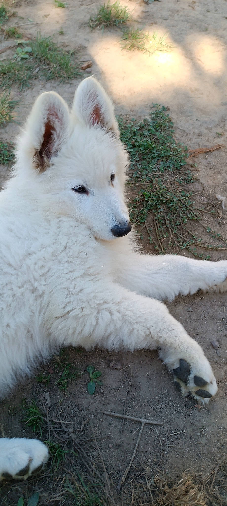 Ukko participe au concours pour gagner de l'argent avec cette photo : ancient_dog_breeds, canidae, canis, carnivore, companion_dog, dog, dog_breed, fur, non_sporting_group, plant, sporting_group, terrestrial_animal, volpino_italiano, working_animal, working_dog