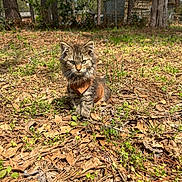 Naomi joined the competition — help win amazing prizes! backyard, cat, curious, cute, feline, fur, grass, ground, harness, kitten, leaves, nature, outdoor, pine_needles, portrait, sitting, small_animal, sunlight, trees, whiskers
