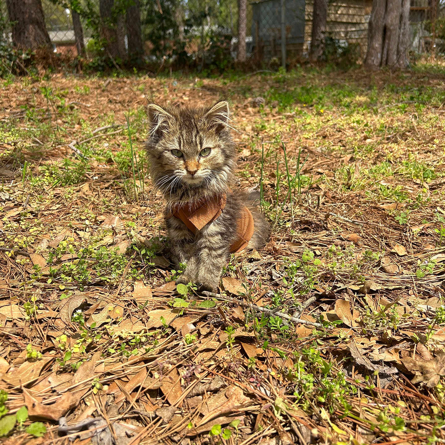 Naomi joined the competition — help win amazing prizes! backyard, cat, curious, cute, feline, fur, grass, ground, harness, kitten, leaves, nature, outdoor, pine_needles, portrait, sitting, small_animal, sunlight, trees, whiskers