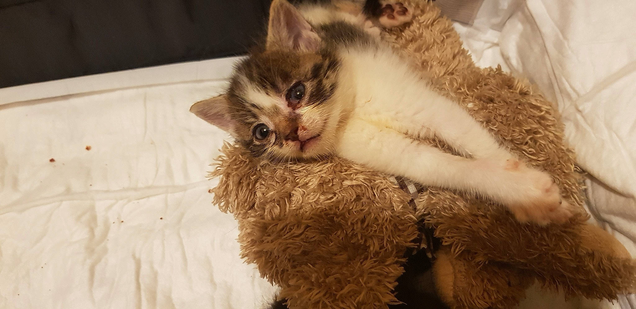 Lili De Tends-nous-la-patte participe au concours pour gagner de l'argent avec cette photo : asian, carnivore, cat, claw, domestic_short_haired_cat, fawn, felidae, fur, german_rex, kitten, laperm, mammal, ragdoll, selkirk_rex, small_to_medium_sized_cats, whiskers