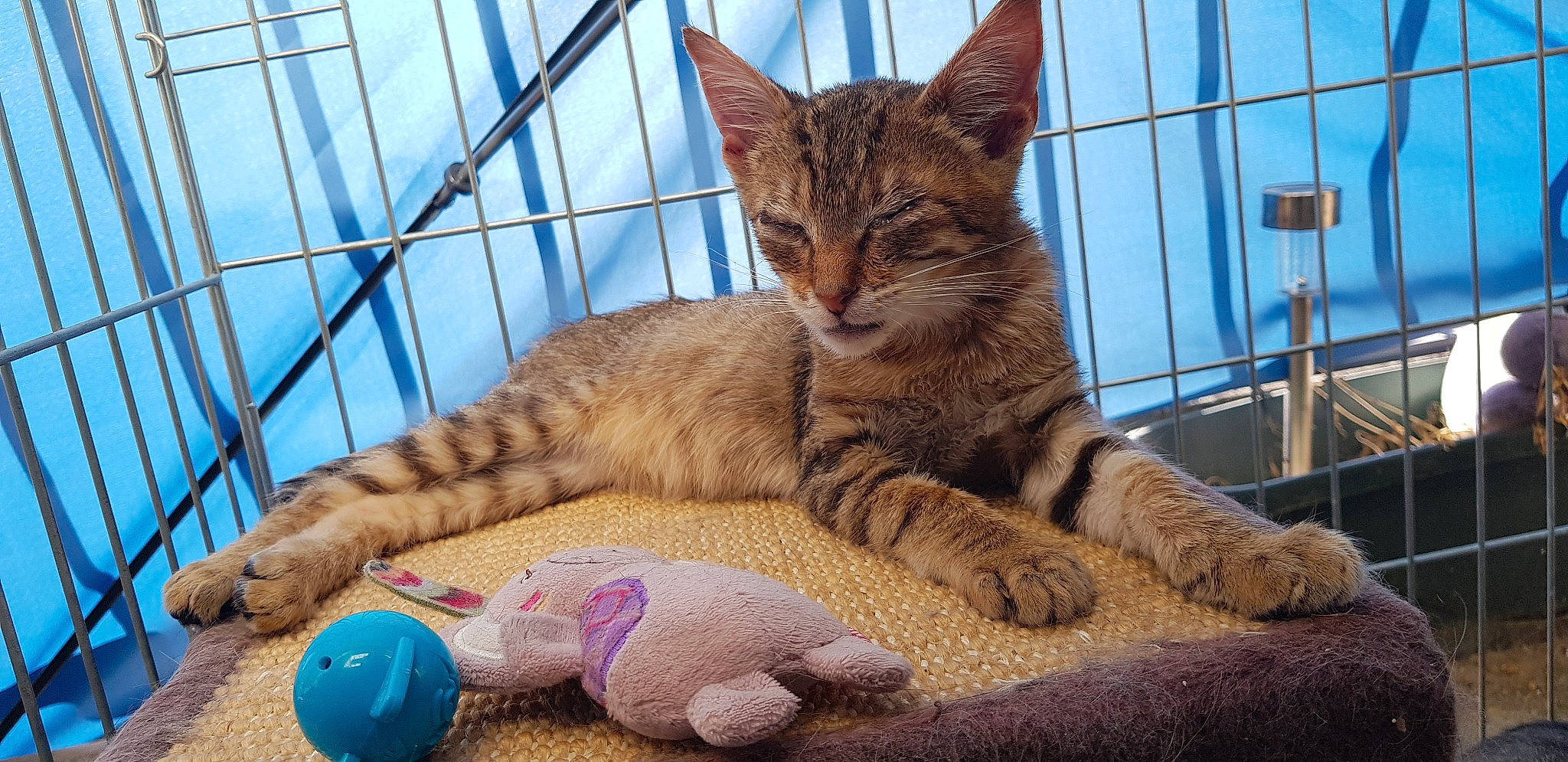 Lili De Tends-nous-la-patte a rejoint le concours — aidez-le/la à gagner de superbes lots ! aegean_cat, arabian_mau, asian, australian_mist, california_spangled, carnivore, cat, domestic_short_haired_cat, dragon_li, european_shorthair, felidae, kitten, mammal, ocicat, pixie_bob, small_to_medium_sized_cats, tabby_cat, vertebrate, whiskers, wild_cat