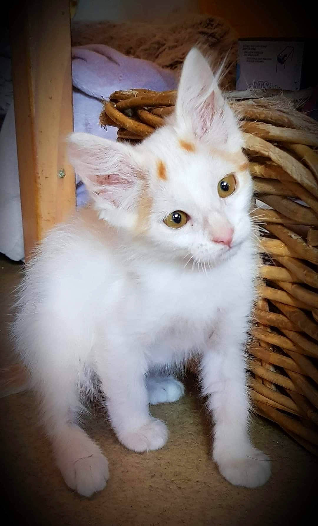 Lili De Tends-nous-la-patte