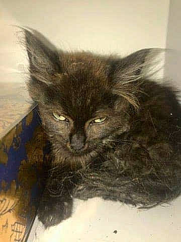 Lili De Tends-nous-la-patte a rejoint le concours — aidez-le/la à gagner de superbes lots ! asian_semi_longhair, black_cat, carnivore, cat, domestic_long_haired_cat, drawing, felidae, kitten, laperm, maine_coon, nebelung, norwegian_forest_cat, persian, small_to_medium_sized_cats, tail, whiskers