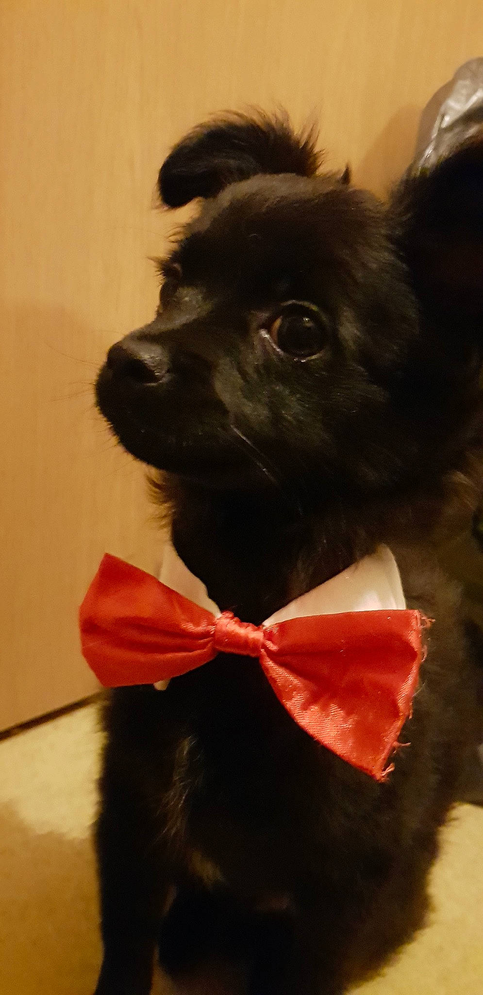 Patton participe au concours pour gagner de l'argent avec cette photo : bow_tie, canidae, carnivore, companion_dog, dog, dog_breed, ear, non_sporting_group, puppy, schipperke, snout, sporting_group, tie