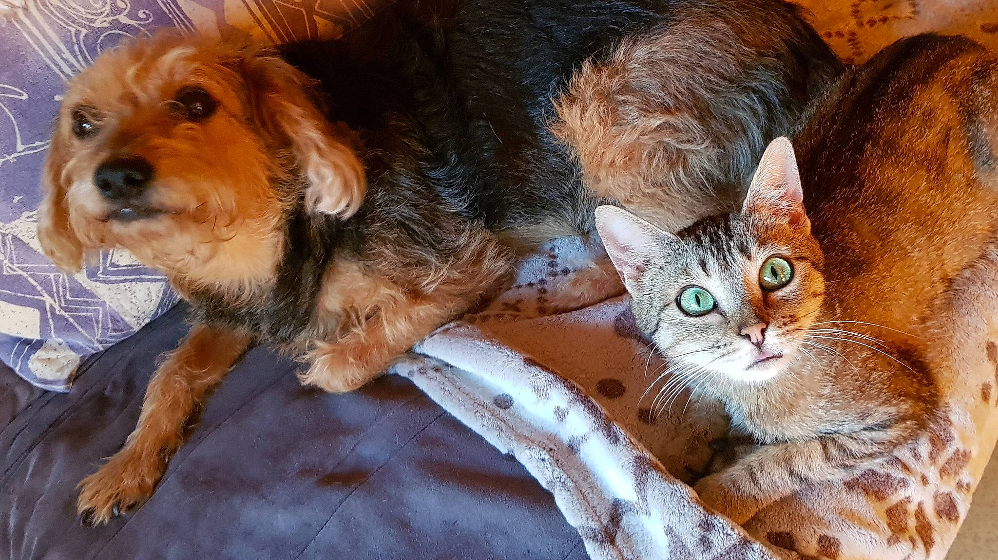 Chumash a rejoint le concours — aidez-le/la à gagner de superbes lots ! canidae, carnivore, cat, cavapoo, companion_dog, dog, dog_breed, european_shorthair, felidae, kitten, mammal, puppy, small_to_medium_sized_cats, sporting_group, tabby_cat, terrier, vertebrate, whiskers, yorkipoo, yorkshire_terrier