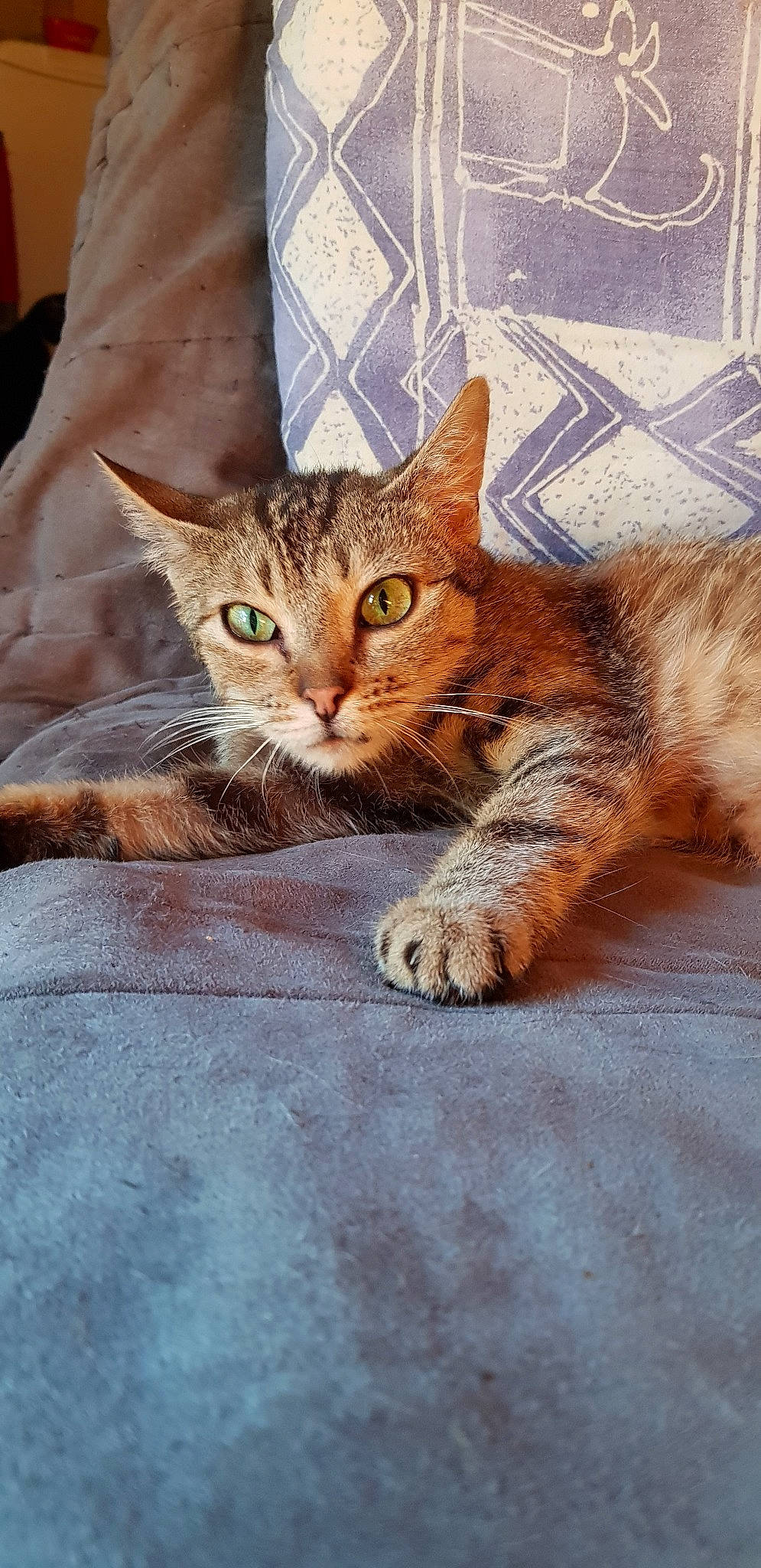 Chumash participe au concours pour gagner de l'argent avec cette photo : aegean_cat, american_shorthair, arabian_mau, asian, australian_mist, carnivore, cat, domestic_short_haired_cat, dragon_li, european_shorthair, felidae, kitten, mammal, pixie_bob, small_to_medium_sized_cats, snout, tabby_cat, toyger, vertebrate, whiskers