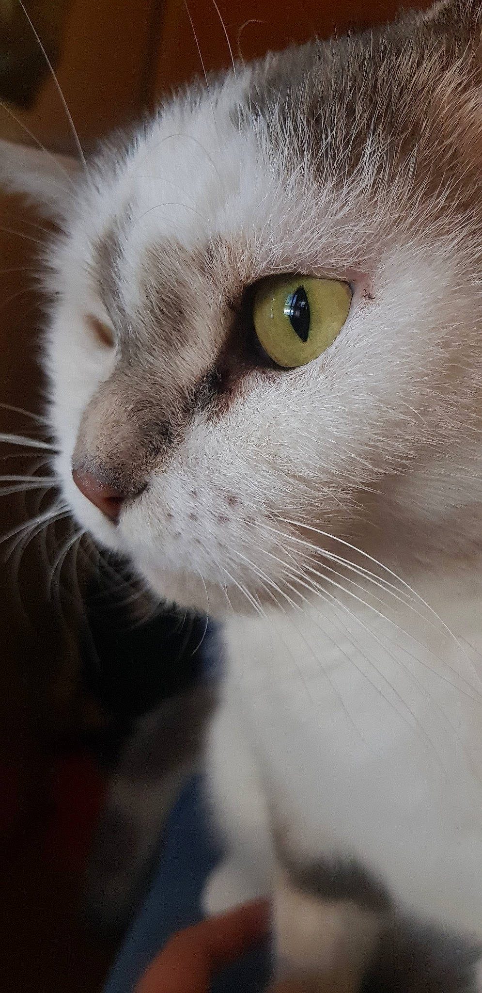 Yuna participe au concours pour gagner de l'argent avec cette photo : aegean_cat, american_wirehair, carnivore, cat, close_up, domestic_short_haired_cat, ear, eye, felidae, fur, mammal, nose, organ, small_to_medium_sized_cats, snout, whiskers