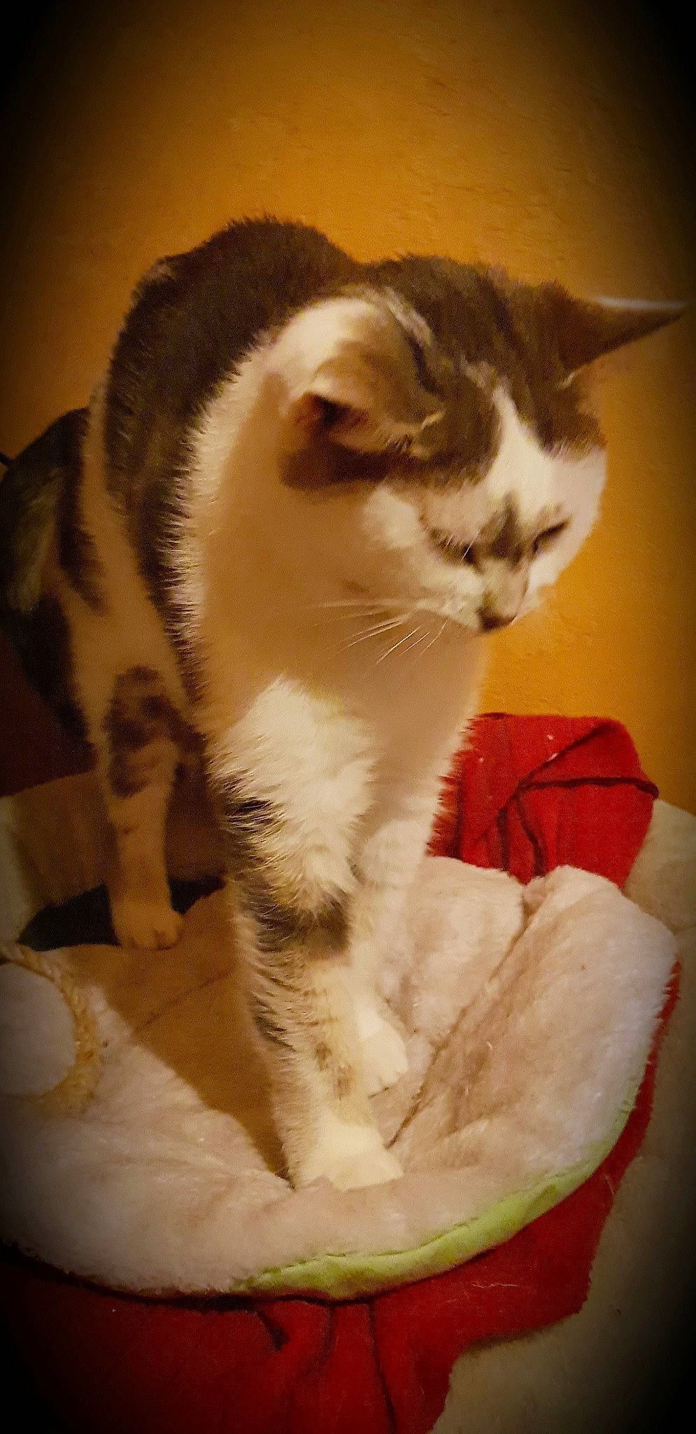 Yuna a rejoint le concours — aidez-le/la à gagner de superbes lots ! aegean_cat, american_wirehair, asian, carnivore, cat, domestic_short_haired_cat, european_shorthair, felidae, fur, kitten, mammal, small_to_medium_sized_cats, tail, whiskers