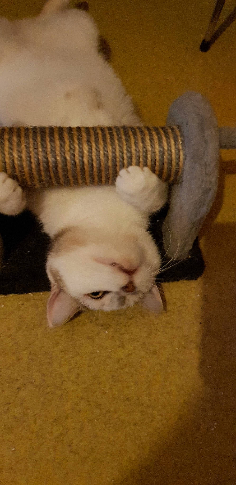 Yuna a rejoint le concours — aidez-le/la à gagner de superbes lots ! carnivore, cat, fawn, felidae, kitten, small_to_medium_sized_cats, tail, whiskers