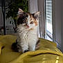 kitten, cat, calico, fluffy, yellow_blanket, indoor, plant, curtains, window, soft_light, pet, animal, cute, sitting, young, fur, whiskers, ears, domestic, cozy