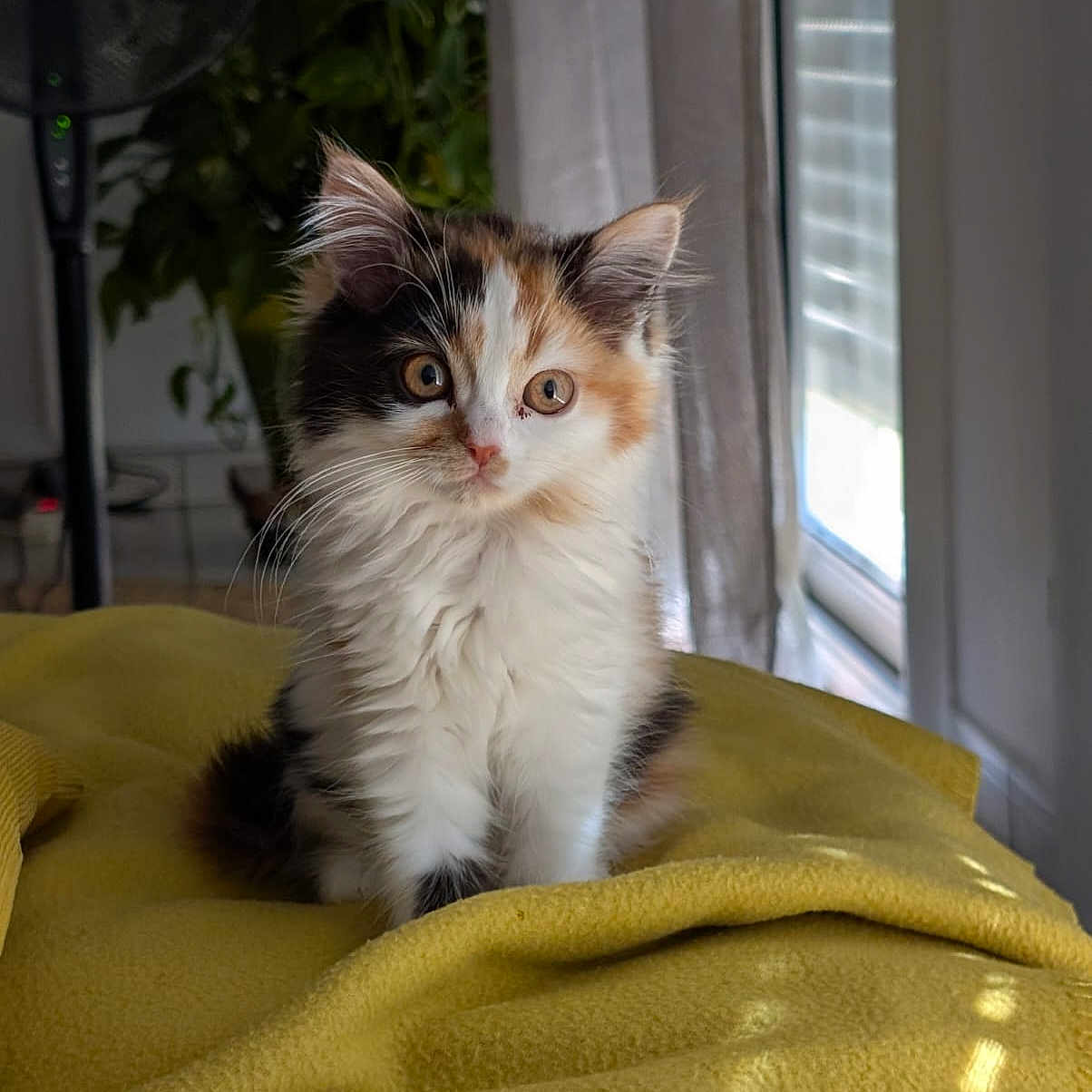 Alloumi participe au concours pour gagner de l'argent avec cette photo : animal, calico, cat, cozy, curtains, cute, domestic, ears, fluffy, fur, indoor, kitten, pet, plant, sitting, soft_light, whiskers, window, yellow_blanket, young