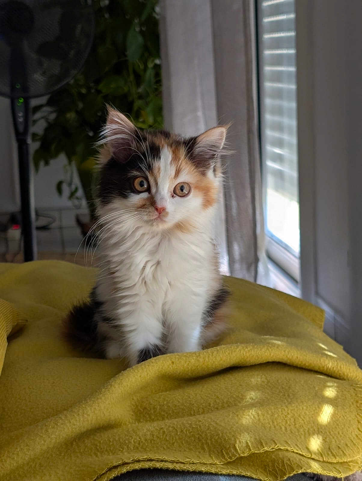 Alloumi participe au concours pour gagner de l'argent avec cette photo : kitten, cat, calico, fluffy, yellow_blanket, indoor, plant, curtains, window, soft_light, pet, animal, cute, sitting, young, fur, whiskers, ears, domestic, cozy
