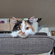 Alloumi a rejoint le concours — aidez-le/la à gagner de superbes lots ! cat, kitten, calico, fluffy, chair, indoor, curious, ears, eyes, furniture, cushion, pet, animal, whiskers, closeup, domestic, cute, soft, resting, home