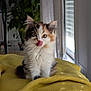 Alloumi a rejoint le concours — aidez-le/la à gagner de superbes lots ! kitten, cat, calico, fluffy, tongue_out, indoor, blanket, yellow_blanket, pet, cute, young_animal, fur, plant, window, curtain, fan, domestic, small_animal, whiskers, sitting