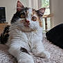 Alloumi a rejoint le concours — aidez-le/la à gagner de superbes lots ! kitten, cat, calico, fur, whiskers, paws, indoor, blanket, curious, pet, animal, closeup, soft, cute, feline, young, domestic, relaxed, home, cozy
