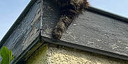 Roy participe au concours pour gagner de l'argent avec cette photo : cat, tabby, fluffy, animal, pet, roof, building, sky, outdoor, daylight, relaxed, paw, fur, nature, corner, green_leaves, texture, wood, wall, perched