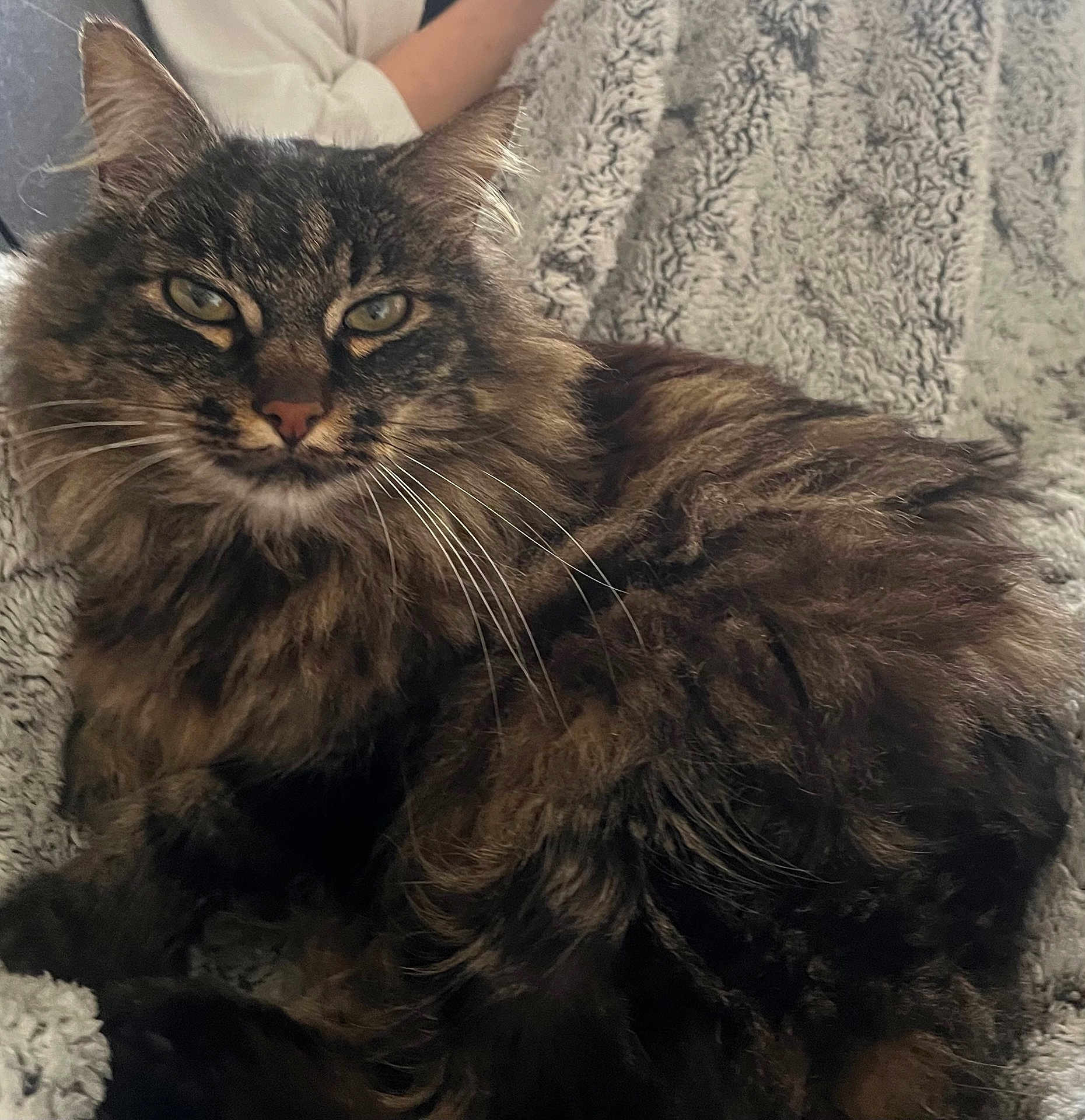 Roy a rejoint le concours — aidez-le/la à gagner de superbes lots ! cat, tabby, fluffy, pet, animal, whiskers, feline, fur, relaxed, indoor, blanket, texture, closeup, portrait, mammal, domestic, cute, eyes, resting, cozy