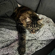 Roy participe au concours pour gagner de l'argent avec cette photo : cat, tabby, pet, feline, animal, resting, blanket, couch, fur, whiskers, paw, indoor, cozy, relaxed, stretching, home, domestic, soft, texture, sleepy