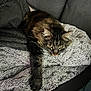 animal, blanket, cat, couch, cozy, domestic, feline, fur, home, indoor, paw, pet, relaxed, resting, sleepy, soft, stretching, tabby, texture, whiskers