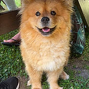 Tesko a rejoint le concours — aidez-le/la à gagner de superbes lots ! animal, canine, casual, companion, daylight, dog, fluffy, footwear, fur, golden, grass, happy, legs, nature, outdoor, people, pet, picnic_table, smiling, summer