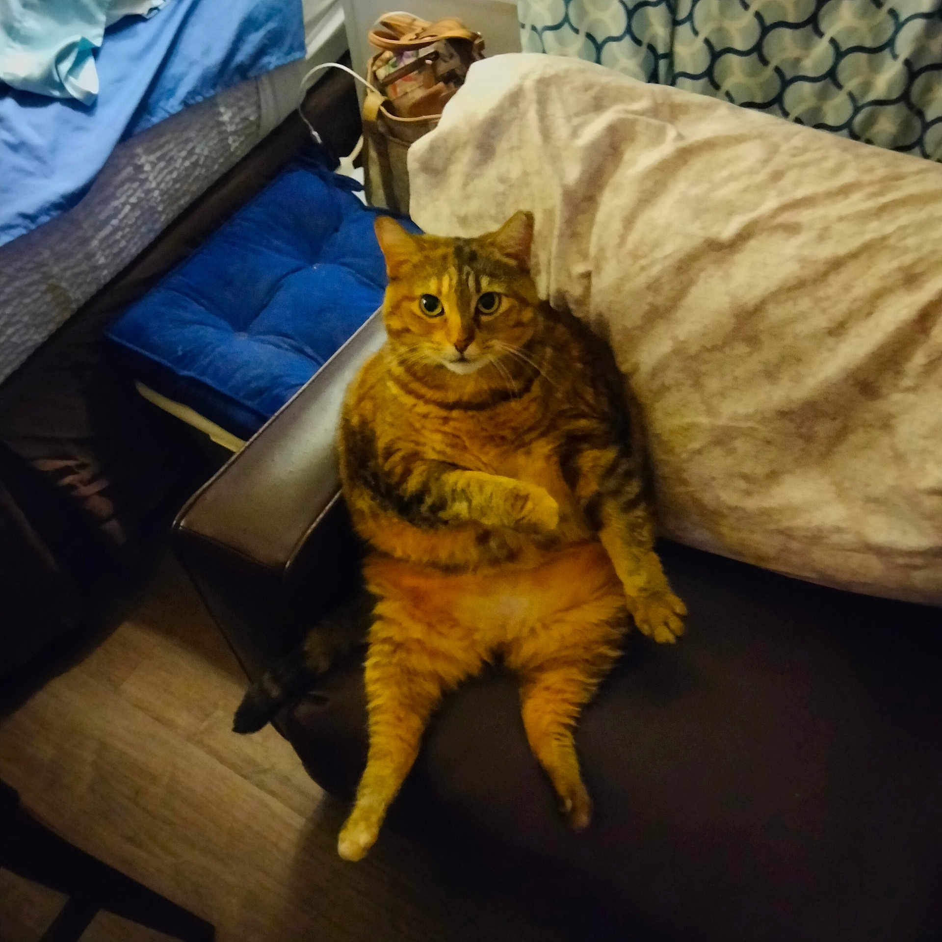 Twinkle is registered to the contest to win money with this photo: bed, blanket, cat, chair, cozy, curtain, cushion, feline, floor, fur, indoor, leather_chair, looking_at_camera, pet, raised_paw, relaxed, room, sitting, tabby_cat, whiskers