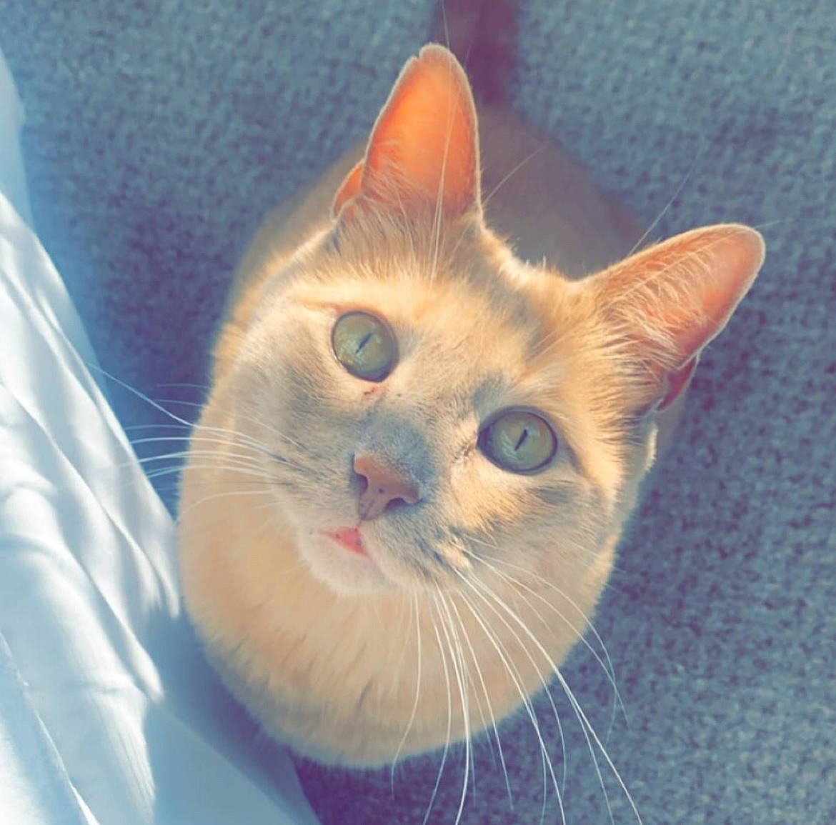 Elliott joined the competition — help win amazing prizes! carnivore, cat, domestic_short_haired_cat, ear, electric_blue, eye, fawn, felidae, fur, head, small_to_medium_sized_cats, snout, terrestrial_animal, whiskers