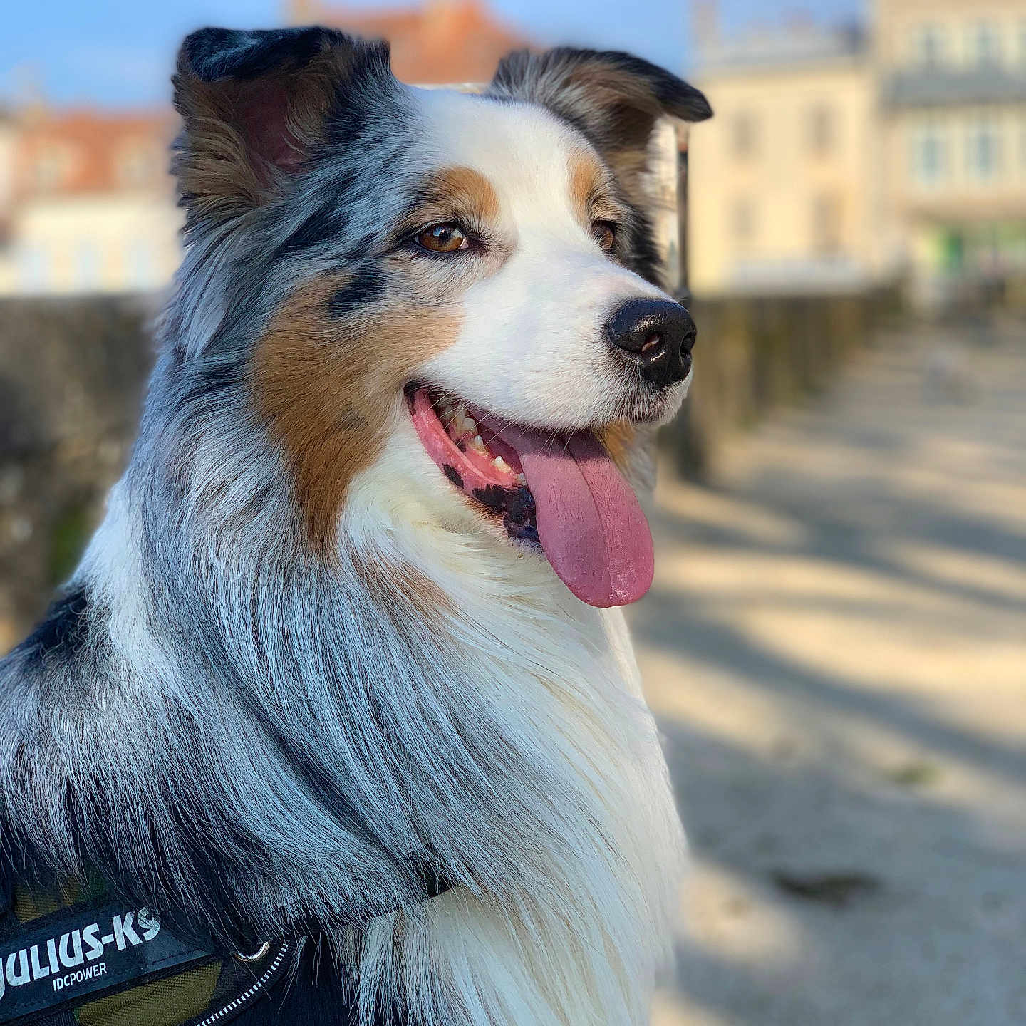 Oreo participe au concours pour gagner de l'argent avec cette photo : animal, australian_shepherd, blurred_background, canine, closeup, daytime, dog, friendly, fur, happy, julius_k9, multicolored, nature, outdoor, pet, portrait, sunny, tongue_out, urban, walking_harness