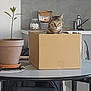 cat, tabby_cat, cardboard_box, table, potted_plant, kitchen, countertop, jar, plant, furniture, indoor, curious, pet, domestic_animal, household, home, cozy, sitting, animal, box