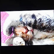 Myrtille a rejoint le concours — aidez-le/la à gagner de superbes lots ! animal, blurry, cat, close_up, cute, digital_display, feline, indoor, old_phone, paw, pet, phone_screen, pixelated, portrait, relaxed, resting, samsung_phone, screen, sleeping, technology