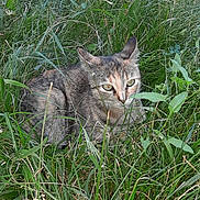 Lyly a rejoint le concours — aidez-le/la à gagner de superbes lots ! alert, animal, camouflage, cat, closeup, daylight, ears, eyes, feline, fur, grass, greenery, muzzle, nature, outdoor, pet, resting, tabby, whiskers, wild