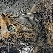 Lyly a rejoint le concours — aidez-le/la à gagner de superbes lots ! cat, tabby_cat, close_up, pet, animal, feline, fur, whiskers, green_eye, lying_down, indoor, carpet, texture, relaxed, cute, mammal, domestic_animal, face, profile, side_view
