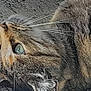 cat, tabby_cat, close_up, pet, animal, feline, fur, whiskers, green_eye, lying_down, indoor, carpet, texture, relaxed, cute, mammal, domestic_animal, face, profile, side_view