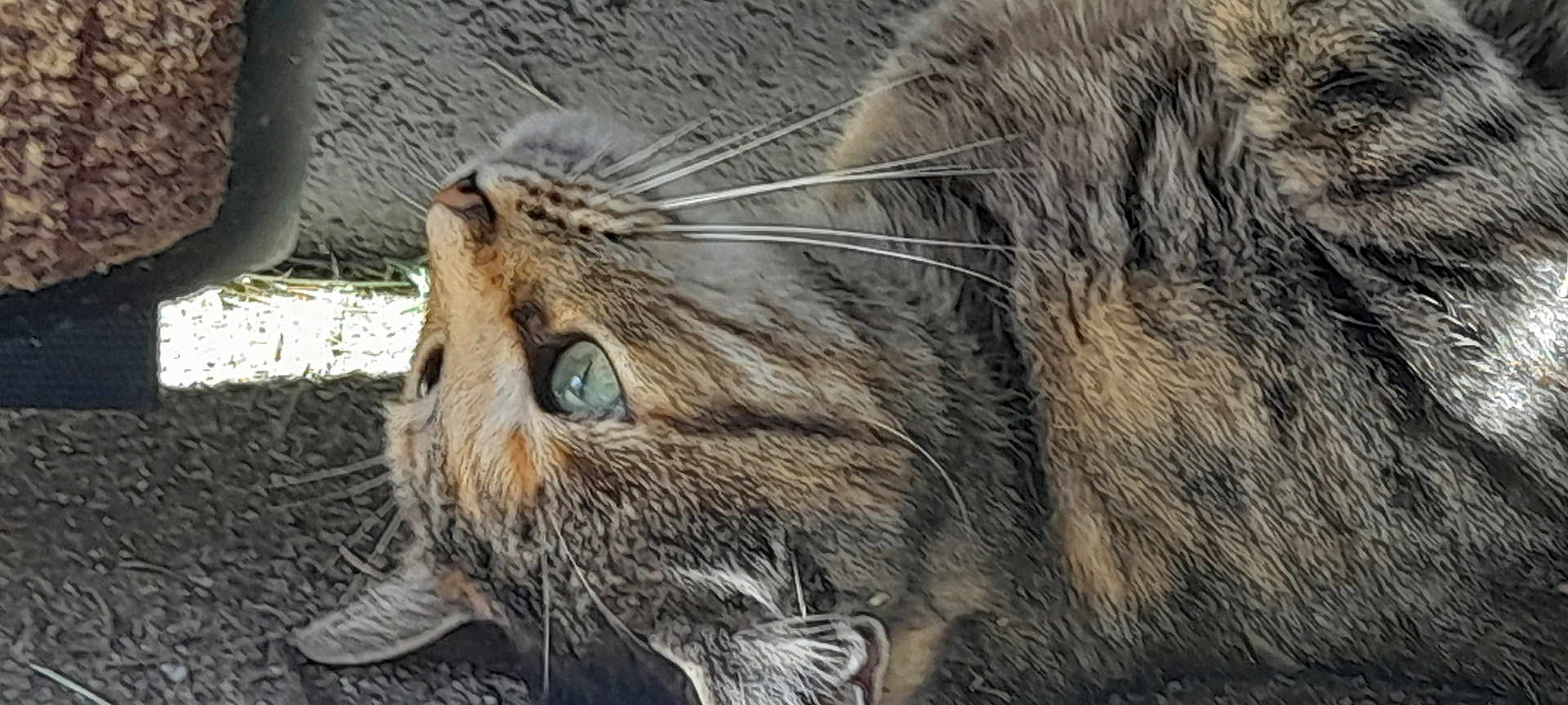 Lyly a rejoint le concours — aidez-le/la à gagner de superbes lots ! cat, tabby_cat, close_up, pet, animal, feline, fur, whiskers, green_eye, lying_down, indoor, carpet, texture, relaxed, cute, mammal, domestic_animal, face, profile, side_view