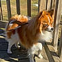 dog, pomeranian, pet, leash, harness, deck, wooden_railing, wooden_floor, sunlight, shadow, fluffy_fur, brown_and_white, small_dog, portrait, outdoor, grassy_field, trees, blue_sky, paw, nose