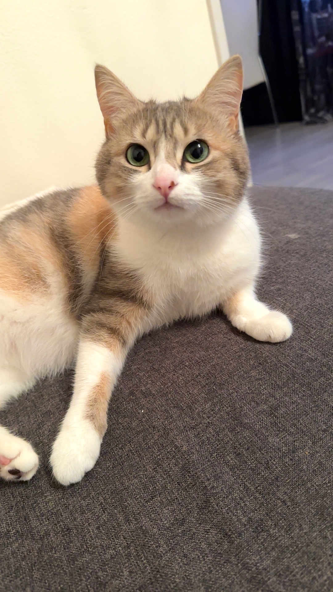 Saturne a rejoint le concours — aidez-le/la à gagner de superbes lots ! cat, pet, animal, feline, fur, whiskers, ears, eyes, nose, paw, relaxed, indoor, gray, white, orange, tabby, curious, portrait, closeup, soft