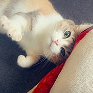 Saturne a rejoint le concours — aidez-le/la à gagner de superbes lots ! cat, pet, indoor, carpet, blanket, striped_blanket, white_fur, brown_fur, green_eyes, cute, lying_down, cozy, close_up, whiskers, paw, relaxed, feline, soft_texture, heart_graphic, domestic_animal