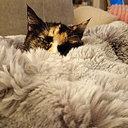 Ginette participe au concours pour gagner de l'argent avec cette photo : cat, calico_cat, blanket, cozy, furry, indoor, couch, pet, sleepy, fur, closeup, resting, warm, soft, animal, mammal, whiskers, ears, home, relaxation