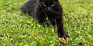 Ramsey a rejoint le concours — aidez-le/la à gagner de superbes lots ! cat, black_cat, grass, outdoor, animal, pet, feline, nature, greenery, blurred_background, laying_down, eyes, whiskers, fur, serious_expression, closeup, mammal, domestic_animal, wildlife, calm