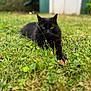 cat, black_cat, grass, outdoor, animal, pet, feline, nature, greenery, blurred_background, laying_down, eyes, whiskers, fur, serious_expression, closeup, mammal, domestic_animal, wildlife, calm
